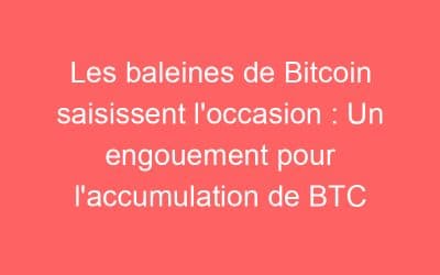 Les baleines de Bitcoin saisissent l’occasion : Un engouement pour l’accumulation de BTC